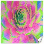 Lime Green And Pink Succulent Sedum Rosette Canvas 12  x 12  11.4 x11.56  Canvas - 1