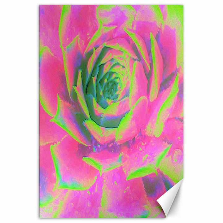 Lime Green And Pink Succulent Sedum Rosette Canvas 20  x 30 