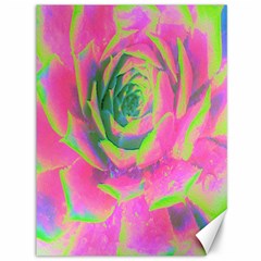 Lime Green And Pink Succulent Sedum Rosette Canvas 36  X 48  by myrubiogarden