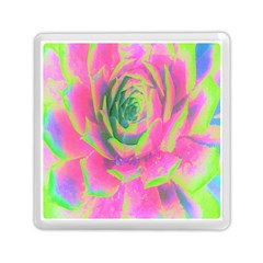 Lime Green And Pink Succulent Sedum Rosette Memory Card Reader (square) by myrubiogarden