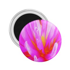 Fiery Hot Pink And Yellow Cactus Dahlia Flower 2 25  Magnets by myrubiogarden