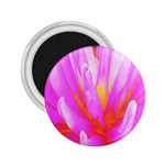 Fiery Hot Pink And Yellow Cactus Dahlia Flower 2.25  Magnets Front