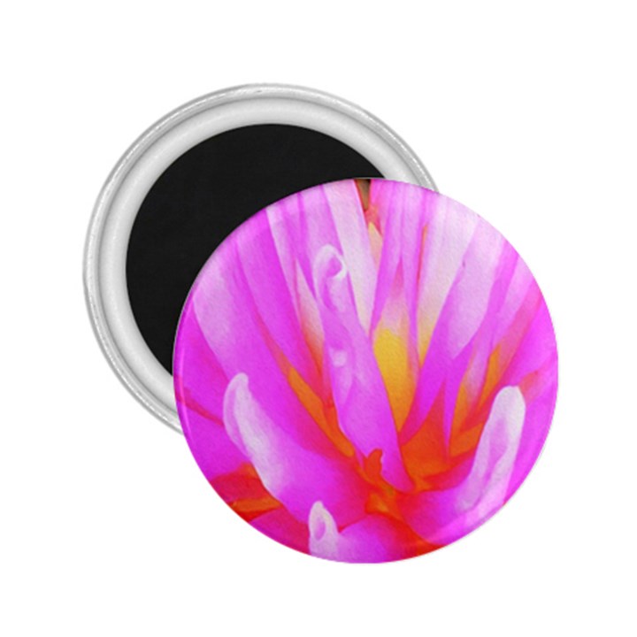 Fiery Hot Pink And Yellow Cactus Dahlia Flower 2.25  Magnets