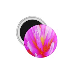 Fiery Hot Pink And Yellow Cactus Dahlia Flower 1 75  Magnets by myrubiogarden