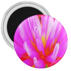 Fiery Hot Pink And Yellow Cactus Dahlia Flower 3  Magnets by myrubiogarden