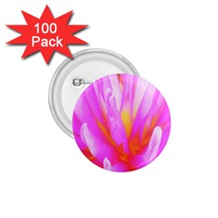 Fiery Hot Pink And Yellow Cactus Dahlia Flower 1 75  Buttons (100 Pack)  by myrubiogarden