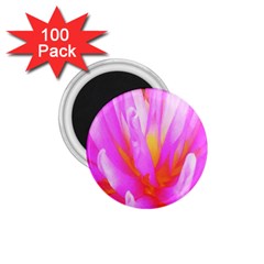 Fiery Hot Pink And Yellow Cactus Dahlia Flower 1 75  Magnets (100 Pack)  by myrubiogarden