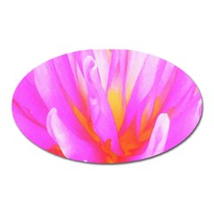 Fiery Hot Pink And Yellow Cactus Dahlia Flower Oval Magnet by myrubiogarden