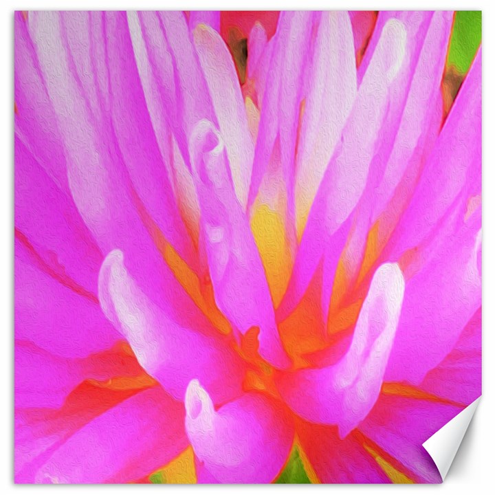 Fiery Hot Pink And Yellow Cactus Dahlia Flower Canvas 16  x 16 