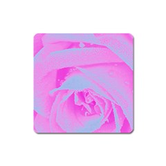 Perfect Hot Pink And Light Blue Rose Detail Square Magnet by myrubiogarden