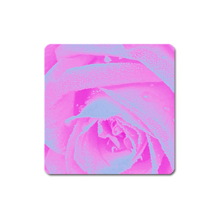 Perfect Hot Pink And Light Blue Rose Detail Square Magnet