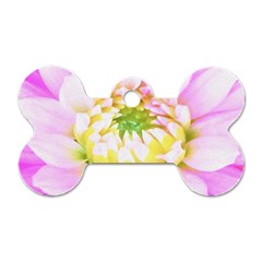 Pretty Pink, White And Yellow Cactus Dahlia Macro Dog Tag Bone (one Side) by myrubiogarden