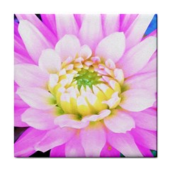 Pretty Pink, White And Yellow Cactus Dahlia Macro Tile Coasters by myrubiogarden