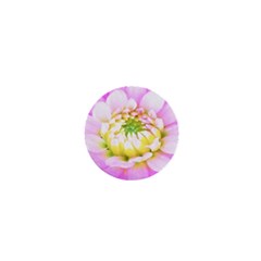 Pretty Pink, White And Yellow Cactus Dahlia Macro 1  Mini Magnets by myrubiogarden