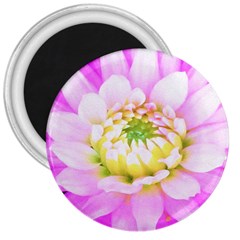 Pretty Pink, White And Yellow Cactus Dahlia Macro 3  Magnets by myrubiogarden