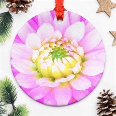 Pretty Pink, White And Yellow Cactus Dahlia Macro Ornament (round) by myrubiogarden