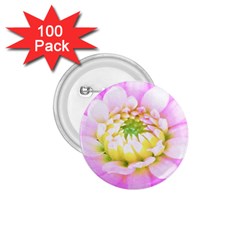 Pretty Pink, White And Yellow Cactus Dahlia Macro 1 75  Buttons (100 Pack)  by myrubiogarden