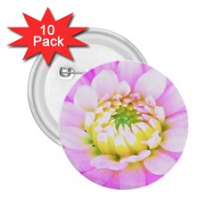 Pretty Pink, White And Yellow Cactus Dahlia Macro 2 25  Buttons (10 Pack)  by myrubiogarden