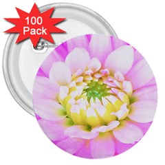 Pretty Pink, White And Yellow Cactus Dahlia Macro 3  Buttons (100 Pack)  by myrubiogarden