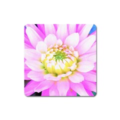 Pretty Pink, White And Yellow Cactus Dahlia Macro Square Magnet by myrubiogarden