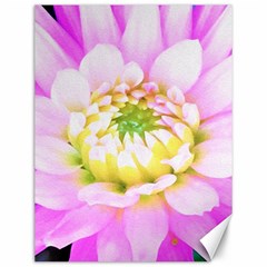 Pretty Pink, White And Yellow Cactus Dahlia Macro Canvas 12  X 16  by myrubiogarden