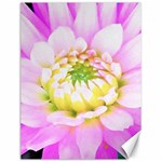 Pretty Pink, White And Yellow Cactus Dahlia Macro Canvas 12  x 16  11.86 x15.41  Canvas - 1