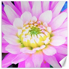 Pretty Pink, White And Yellow Cactus Dahlia Macro Canvas 16  X 16  by myrubiogarden