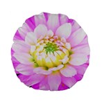 Pretty Pink, White And Yellow Cactus Dahlia Macro Standard 15  Premium Flano Round Cushions Front