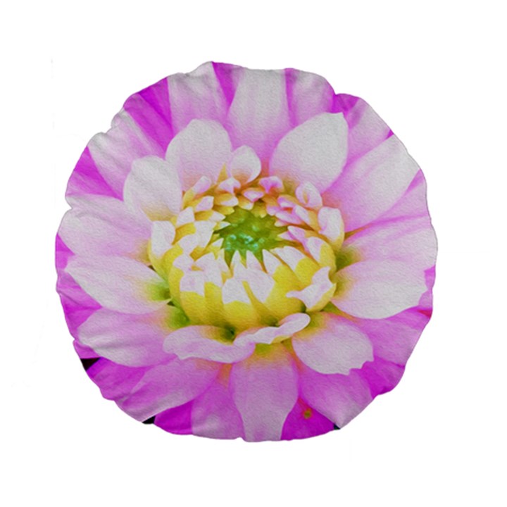 Pretty Pink, White And Yellow Cactus Dahlia Macro Standard 15  Premium Flano Round Cushions