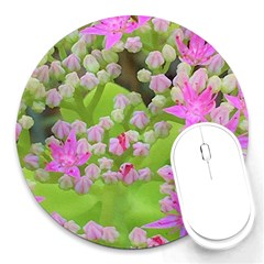 Hot Pink Succulent Sedum With Fleshy Green Leaves Round Mousepads by myrubiogarden