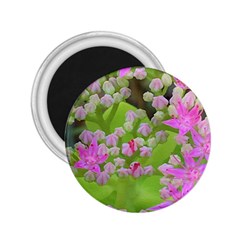 Hot Pink Succulent Sedum With Fleshy Green Leaves 2 25  Magnets by myrubiogarden