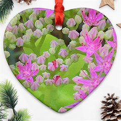 Hot Pink Succulent Sedum With Fleshy Green Leaves Ornament (heart) by myrubiogarden