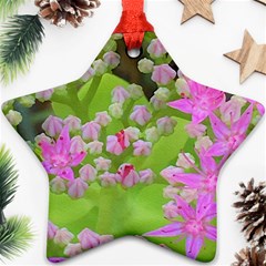 Hot Pink Succulent Sedum With Fleshy Green Leaves Ornament (star) by myrubiogarden