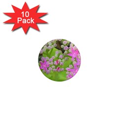 Hot Pink Succulent Sedum With Fleshy Green Leaves 1  Mini Magnet (10 Pack)  by myrubiogarden