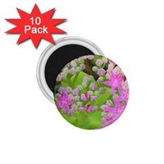 Hot Pink Succulent Sedum With Fleshy Green Leaves 1 75  Magnets (10 Pack)  by myrubiogarden