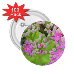 Hot Pink Succulent Sedum With Fleshy Green Leaves 2 25  Buttons (100 Pack)  by myrubiogarden