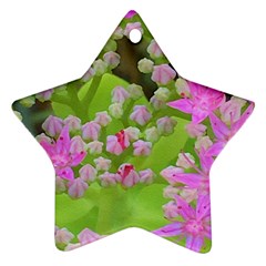 Hot Pink Succulent Sedum With Fleshy Green Leaves Star Ornament (two Sides) by myrubiogarden