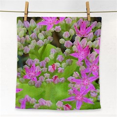 Hot Pink Succulent Sedum With Fleshy Green Leaves Face Towel by myrubiogarden