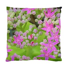 Hot Pink Succulent Sedum With Fleshy Green Leaves Standard Cushion Case (one Side) by myrubiogarden