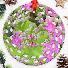 Hot Pink Succulent Sedum With Fleshy Green Leaves Ornament (round Filigree) by myrubiogarden