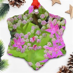 Hot Pink Succulent Sedum With Fleshy Green Leaves Ornament (snowflake) by myrubiogarden