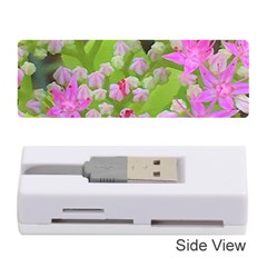 Hot Pink Succulent Sedum With Fleshy Green Leaves Memory Card Reader (stick) by myrubiogarden