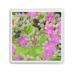 Hot Pink Succulent Sedum With Fleshy Green Leaves Memory Card Reader (square) by myrubiogarden