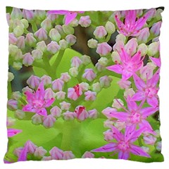 Hot Pink Succulent Sedum With Fleshy Green Leaves Large Cushion Case (one Side) by myrubiogarden