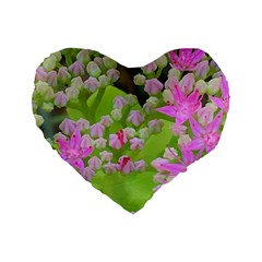 Hot Pink Succulent Sedum With Fleshy Green Leaves Standard 16  Premium Heart Shape Cushions by myrubiogarden