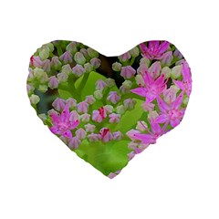 Hot Pink Succulent Sedum With Fleshy Green Leaves Standard 16  Premium Flano Heart Shape Cushions by myrubiogarden