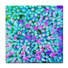 Blue And Hot Pink Succulent Sedum Flowers Detail Tile Coasters by myrubiogarden