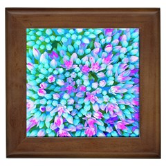 Blue And Hot Pink Succulent Sedum Flowers Detail Framed Tiles