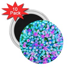 Blue And Hot Pink Succulent Sedum Flowers Detail 2 25  Magnets (10 Pack)  by myrubiogarden