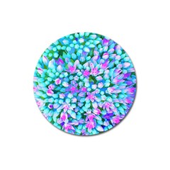 Blue And Hot Pink Succulent Sedum Flowers Detail Magnet 3  (round) by myrubiogarden